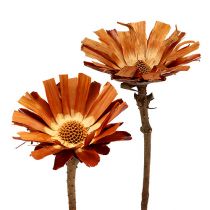 Repens Rosette Super 10 - 12cm 20vnt