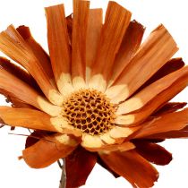 Repens Rosette Super 10 - 12cm 20vnt