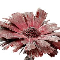Protea rozetiniai viržiai matiniai Ø8-9cm 25psl