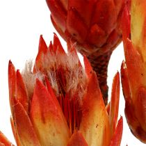 Repens raudona 25vnt