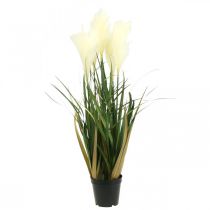daiktų Nendrinė žolė vazone Dirbtinis vazoninis augalas Kremas, Žalias 79cm
