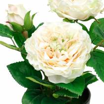 daiktų Bijūnas vazonėlyje, romantiška dekoratyvinė rožė, šilkinis gėlių kremas baltas