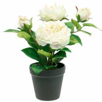 Bijūnas vazonėlyje, romantiška dekoratyvinė rožė, šilkinis gėlių kremas baltas