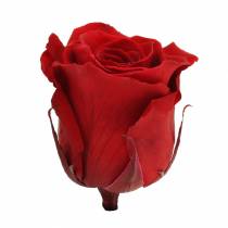 daiktų Infinity Roses Large Ø5,5-6cm Raudona 6 vnt