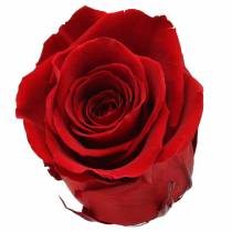 daiktų Infinity rožės didelės Ø5,5-6cm raudonos 6vnt