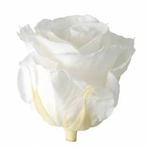 daiktų Infinity Roses Large Ø5,5-6cm Balta 6 vnt