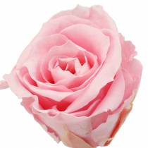 daiktų Eternal Roses Medium Ø4-4,5cm Rožinė 8 vnt
