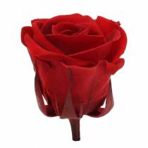 Konservuotos rožės vidutinės Ø4-4,5cm raudonos 8vnt