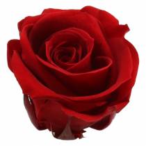Konservuotos rožės vidutinės Ø4-4,5cm raudonos 8vnt