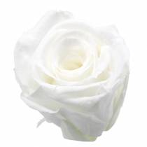 Konservuotos rožės vidutinės Ø4-4,5cm baltos 8vnt