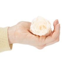 daiktų Rožių galvutės, konservuoti žiedai elegantiškoms gėlių kompozicijoms, 5 cm, 6 vnt.