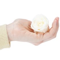 daiktų Konservuotų rožių galvutės, patvari stalo dekoracija romantiškai atmosferai, vestuvių dekoracija, 5 cm, 6 vnt.