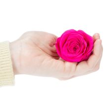 daiktų Konservuotų rožių dekoracijos, tikros gėlės stalo dekoravimui, unikalūs ir tvarūs žiedai, 5 cm, 6 vnt.