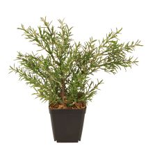 daiktų Rozmarinas vazonėlyje Dirbtinės žolės Žalieji augalai H24cm