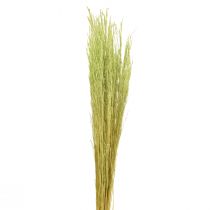 daiktų Bent Grass Agrostis Capillaris Dry Grasses Green 65cm 80g