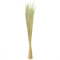 daiktų Bent Grass Agrostis Capillaris Dry Grasses Green 65cm 80g