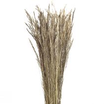 daiktų Bent Grass Agrostis Capillaris Dry Grass Nature 60cm 80g