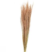 daiktų Red Bent Grass Agrostis Dry Grass Red Brown 65cm 80g