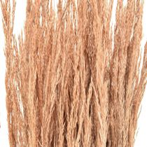 daiktų Red Bent Grass Agrostis Dry Grass Red Brown 65cm 80g