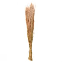 daiktų Red Bent Grass Agrostis Dry Grass Red Brown 65cm 80g