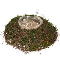 daiktų Apvalus vazonas su samanų vijokliais ir folija, Ø20cm, aukštis 7cm