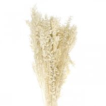 Ruscus twigs deco twigs džiovintų gėlių kremas 200g