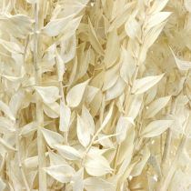 Ruscus twigs deco twigs džiovintų gėlių kremas 200g