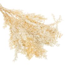 daiktų Džiovinta dekoratyvinė ruskuso šakelė, balintas ruskusas, 200g