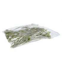 daiktų Sabulosum šakelės 4-6 Žalios šerkšnotos 25 vnt.