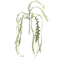 daiktų Dirbtinis pjūklo lapas kaktusas Epiphyllum anguliger L68cm 3 vnt.