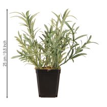 daiktų Šalavijas vazonėlyje Salvia Lavandulifolia Dirbtinis H25cm