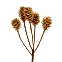 daiktų Salignum light 4-6 žiedai ant Leucadendron šakos 100 vnt