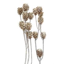 Salignum whitewashed protea ant stiebo 25vnt