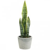 Dirbtinės lankinės kanapės, žalias augalas vazone, Sansevieria H39cm Ø12cm
