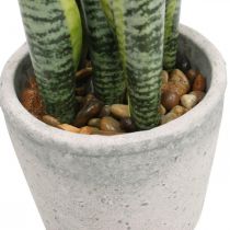 Dirbtinės lankinės kanapės, žalias augalas vazone, Sansevieria H39cm Ø12cm