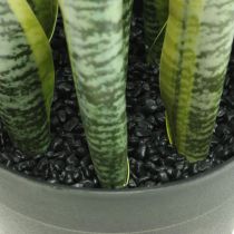 Sansevieria, dirbtinė gėlė, lankas kanapės vazone H50cm Ø14cm