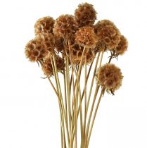 daiktų Scabiosa džiovintos natūralios scabiosa džiovintos gėlės H50cm 100g