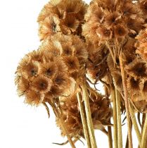 daiktų Scabiosa džiovintos natūralios scabiosa džiovintos gėlės H50cm 100g