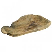 Dekoratyvinis dubuo Paulownia medis, stalo apdaila, vazonas L34cm H5cm