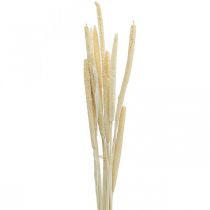 Nendrinė deko nendrių žolė džiovinta balinta kekė H60cm