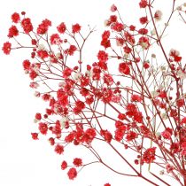 daiktų Gypsophila Gypsophila džiovintos gėlės Raudonos 50cm 55g