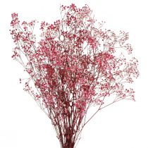 daiktų Gypsophila paniculate gipso žolė uogose L50cm 55g