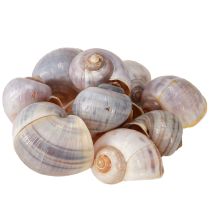 daiktų Sraigių kiautai gamta 1kg