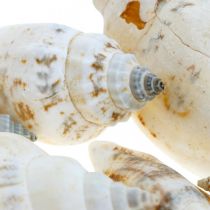 Dekoratyviniai sraigių kiautai tušti tinklelyje Jūros sraigės 400g