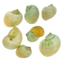 Sraigių kiautai Žali 1kg
