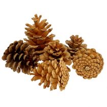 daiktų Juodųjų kankorėžių dekoratyvinių kankorėžių kremas 5-8cm 1kg