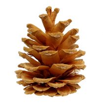 daiktų Juodųjų kankorėžių dekoratyvinių kankorėžių kremas 5-8cm 1kg