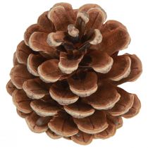 daiktų Juodieji kankorėžiai natūralūs dekoratyviniai kankorėžiai 5-8cm 250g
