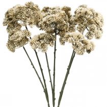 daiktų Sedum dirbtinė gėlė Sedum kreminė gėlių puošmena rudens 70cm 3vnt