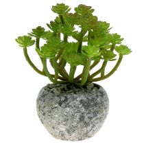 Sedum sedum augalas 15 cm vazonėlyje